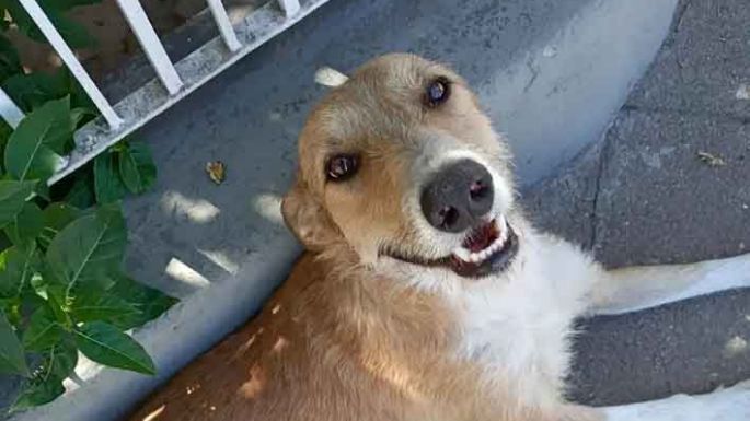 Pochoclito