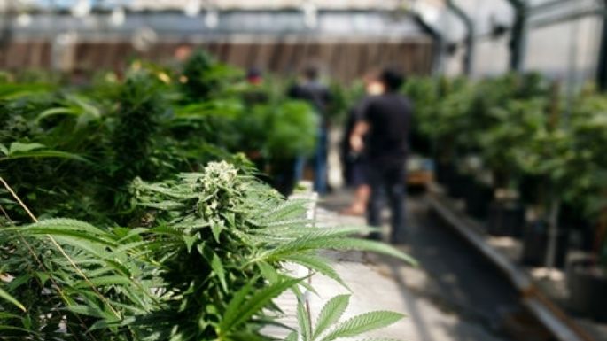 Estados Unidos va camino a un histórico fallo en favor de la legalización de la marihuana