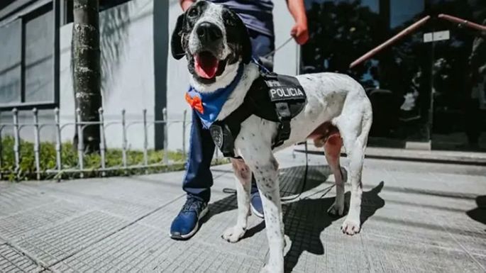 Se jubiló Falopa, perro policía