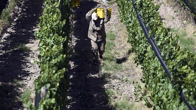 Piden una estrella para el Malbec