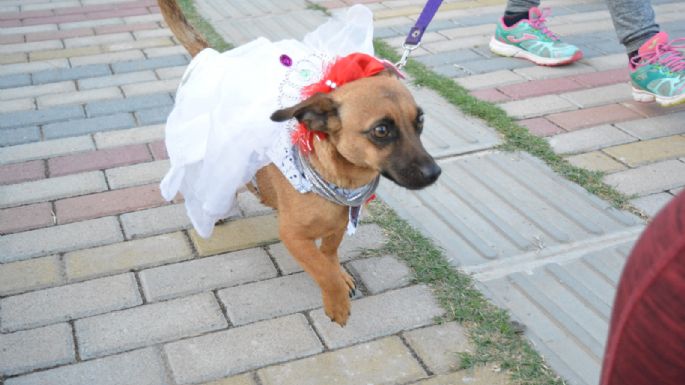 Villa María vivió un Maravilloso Día de Perros