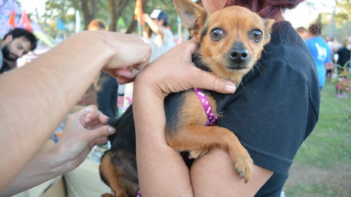 Villa María vivió un Maravilloso Día de Perros