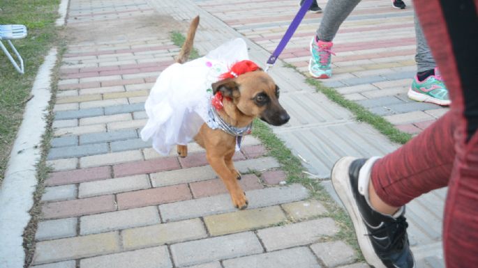 Villa María vivió un Maravilloso Día de Perros