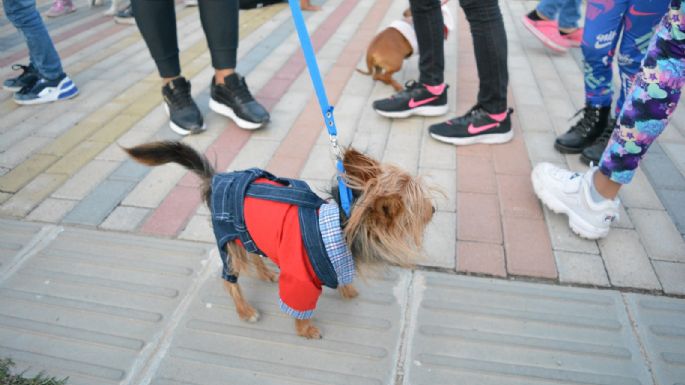 Villa María vivió un Maravilloso Día de Perros