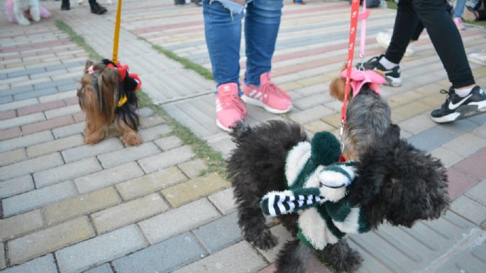 Villa María vivió un Maravilloso Día de Perros