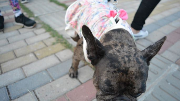 Villa María vivió un Maravilloso Día de Perros