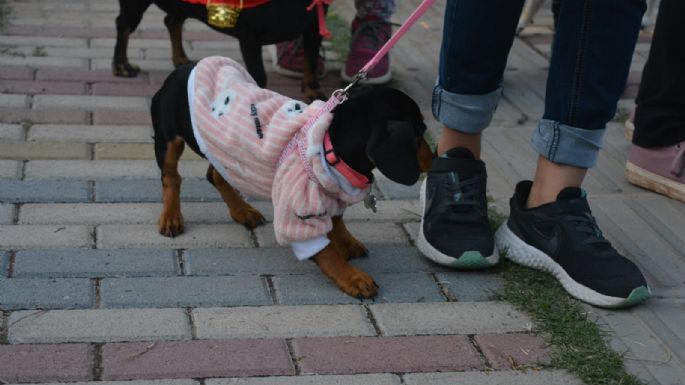 Villa María vivió un Maravilloso Día de Perros