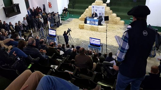Saldrán a remate más de 500 piezas lecheras de alto mérito genético