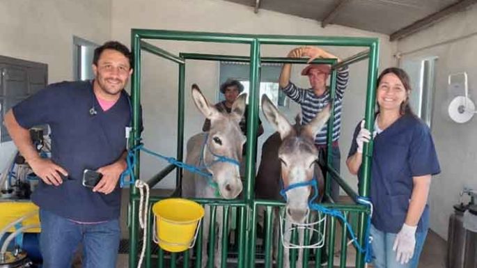 Trabajando con burras en Yucat