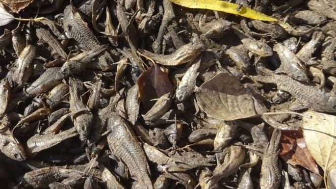 Río Ctalamochita: denuncian menos caudal y cientos de peces muertos
