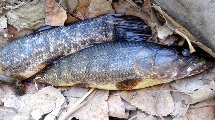 Indignación por la mortandad de peces
