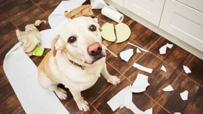 Vida de perros: también tienen estrés