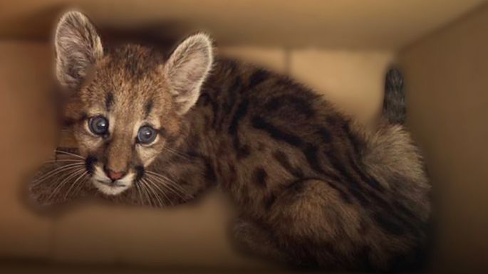Policía Ambiental rescató una cachorra de puma en Luque