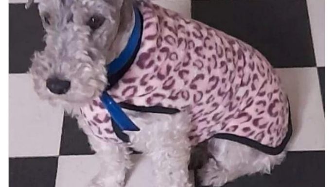 Familia de una perra robada hace dos semanas pide ayuda para recuperarla