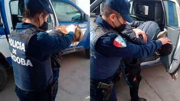 Hubo tres detenciones por ilícitos contra la propiedad