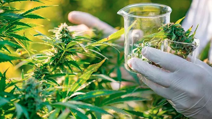 Promulgaron la Ley de Cannabis Medicinal y Cáñamo Industrial