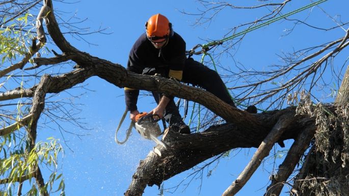 Labraron más de 30 infracciones por podas excesivas y extracciones de árboles