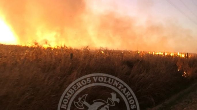 Sofocaron un incendio en un campo sembrado con maíz