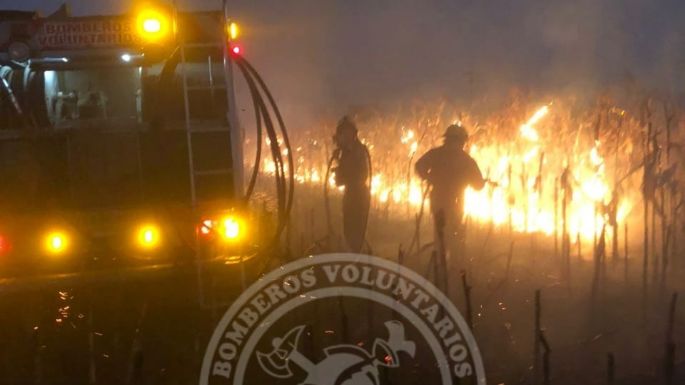Sofocaron un incendio en un campo sembrado con maíz