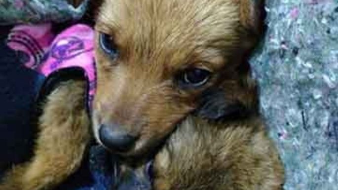 Buscan un hogar