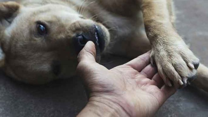 Tres héroes de cuatro patas