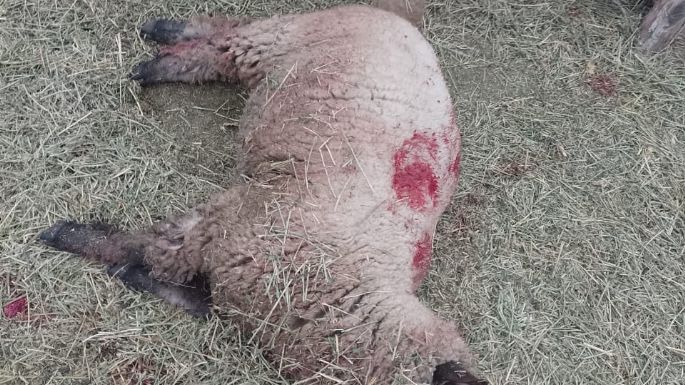 Aparecieron seis ovejas muertas y sospechan de un perro Pitbull