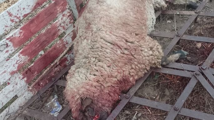 Aparecieron seis ovejas muertas y sospechan de un perro Pitbull