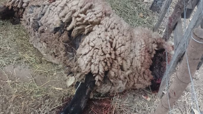 Aparecieron seis ovejas muertas y sospechan de un perro Pitbull