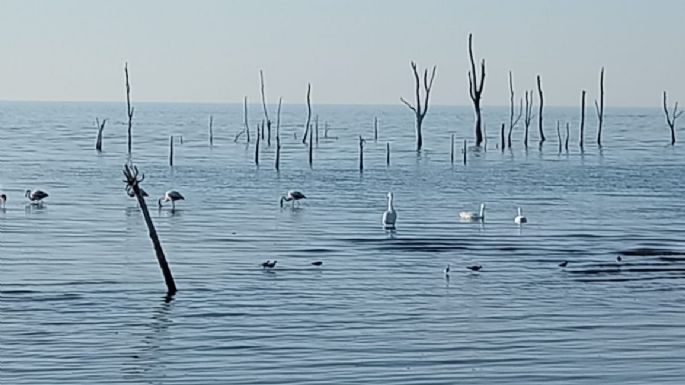 Declaran Parque Nacional a la Reserva de Ansenuza, con el mayor lago salado de Sudamérica