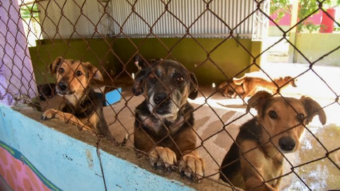 Durante mayo se castraron más de 460 animales y se concretaron 36 adopciones