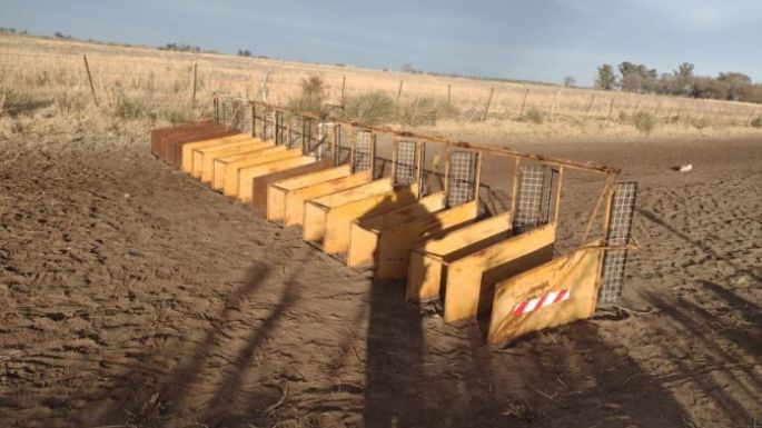 Clausuraron una carrera ilegal de galgos en Canals