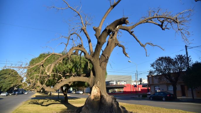 Retirarán un añoso ombú seco, ubicado en bulevar Vélez Sarsfield y México