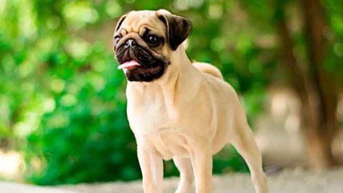 ¿Qué pasa con los pugs?