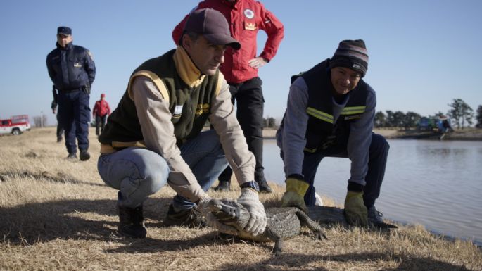 Lograron rescatar un yacaré en lagunas de General Baldissera
