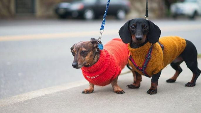 ¿Es aconsejable abrigar  a las mascotas?