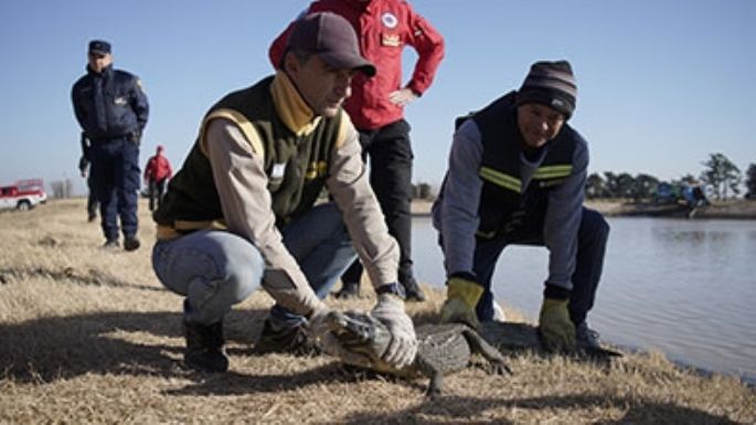 Rescatan un yacaré en Baldissera