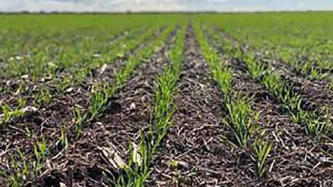 El clima seco demora la  siembra de trigo y cebada, al tiempo que se acelera  la cosecha de maíz