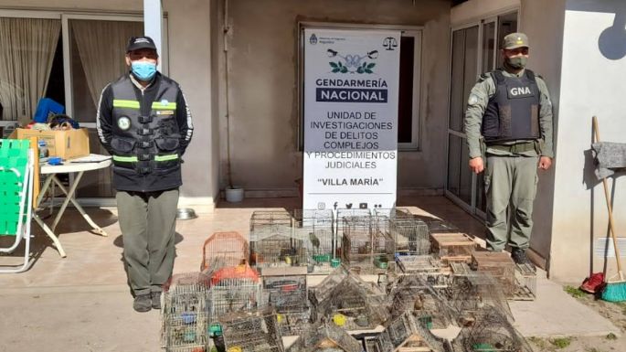 Rescataron 31 aves silvestres en cautiverio