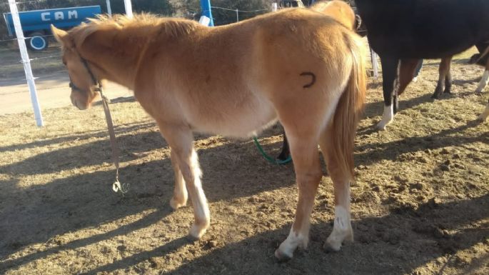 Trasladaron al CAM a 11 caballos que se encontraban en la vía pública