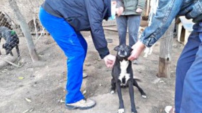 Vacunaron donde más perros hay