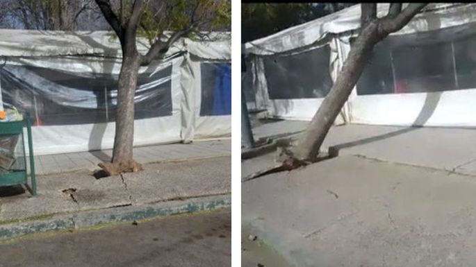 Árboles caídos, voladura de techos e incendios por el viento Zonda en Mendoza