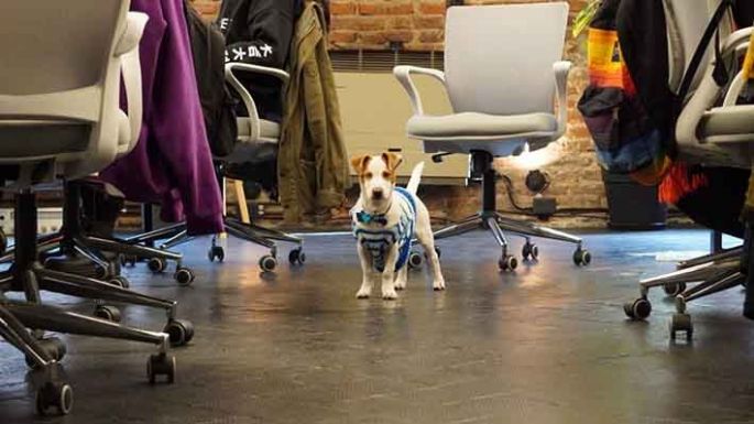 ¿Y si llevamos las mascotas al trabajo?
