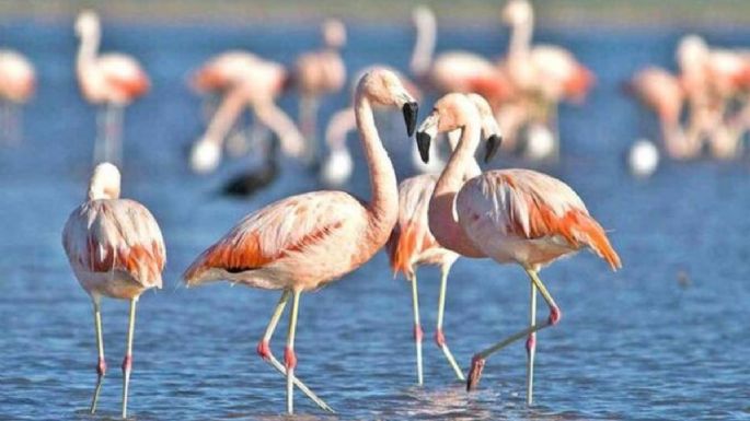 Con una feria y espectáculos musicales, inaugurarán el Parque Nacional Ansenuza
