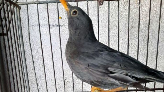 Rescataron 60 aves silvestres en Hernando