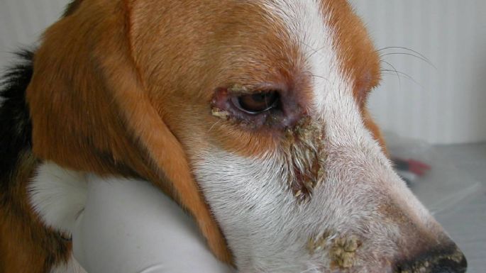 Reportaron 10 casos de leishmaniosis canina y piden precauciones