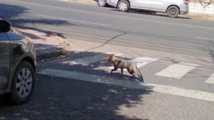 Buscan a un zorro suelto en Nueva Córdoba