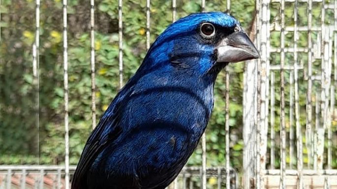 Rescataron más de 80 aves en cautiverio