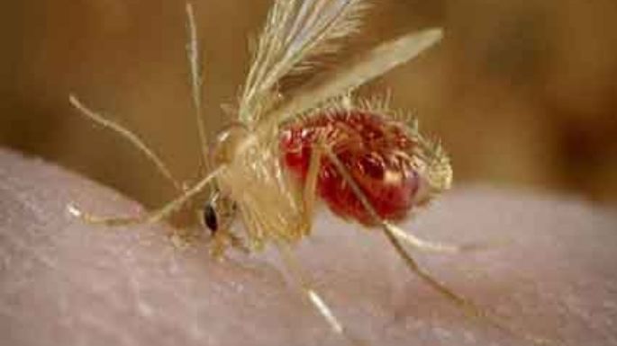 Mosquito dañino con perros y humanos
