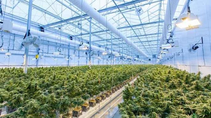 Cannabis medicinal: una industria incipiente