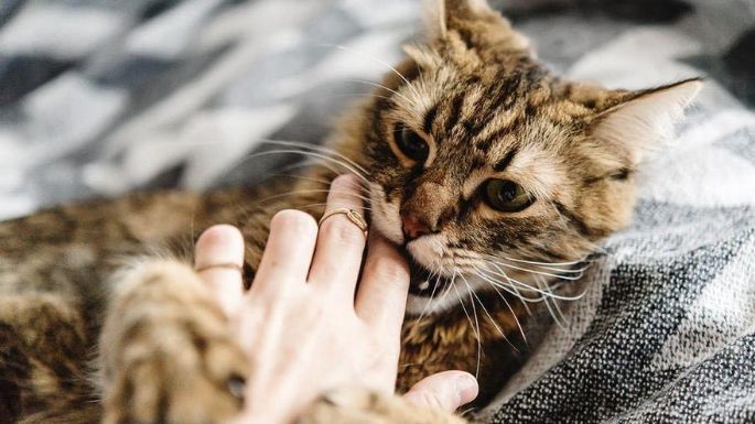 ¿Por qué muerden los gatos?